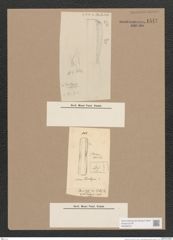 Navicula sp. (de-Toni-Nr.: Genus 1) Zeichnungen Sammlung Grunow Nr. 1547 (NHMW-BOT-W0368076)